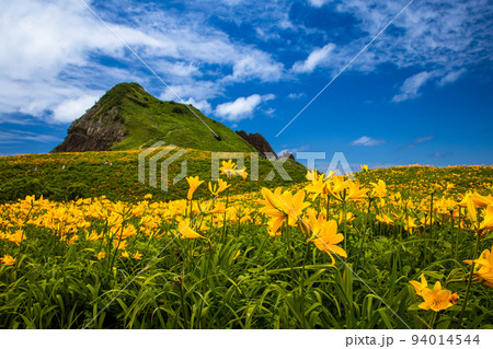【新潟県・佐渡】花の島 大野亀 5月~6月 【新潟県・佐渡】花の島 大野亀 5月~6月 94014544