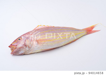 イトヨリダイ イトヨリダイ 94014658