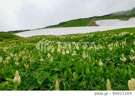 北アルプス立山・剱岳の花と風景　コバイケイソウ花群生 94015209