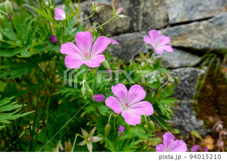 北アルプス立山・剱岳の花と風景 ハクサンフウロ花 北アルプス立山・剱岳の花と風景 ハクサンフウロ花 94015210