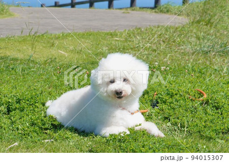 千葉県旭市飯岡刑部岬展望公園を散歩する白犬 94015307