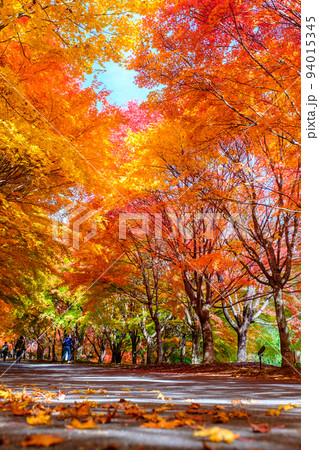 箕輪町・もみじ湖の紅葉 94015345