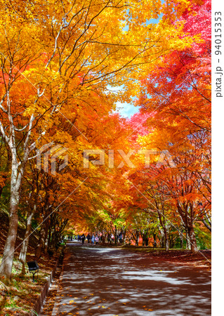 箕輪町・もみじ湖の紅葉 94015353