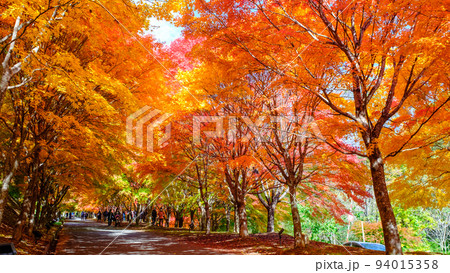 箕輪町・もみじ湖の紅葉 94015358