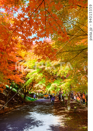 箕輪町・もみじ湖の紅葉 箕輪町・もみじ湖の紅葉 94015359