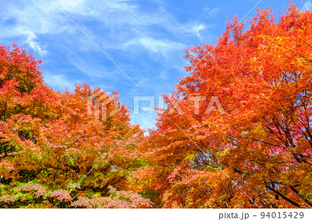 箕輪町・もみじ湖の紅葉 94015429
