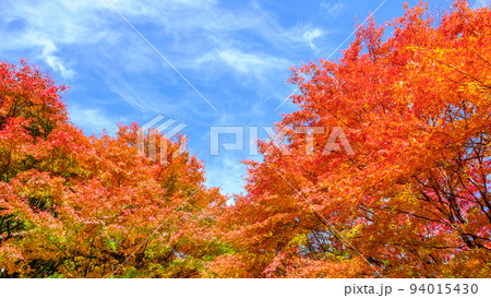 箕輪町・もみじ湖の紅葉 箕輪町・もみじ湖の紅葉 94015430
