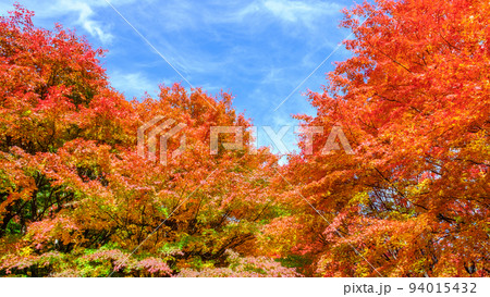 箕輪町・もみじ湖の紅葉 94015432