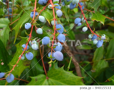 ヒイラギナンテン 94015533