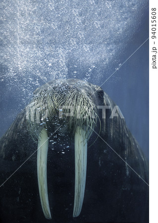 〔三重県鳥羽市・5月〕水中のセイウチ　鳥羽水族館 94015608