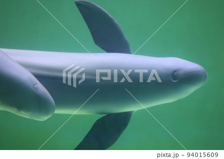 〔三重県鳥羽市・5月〕仲良く遊泳するスナメリ　鳥羽水族館 94015609