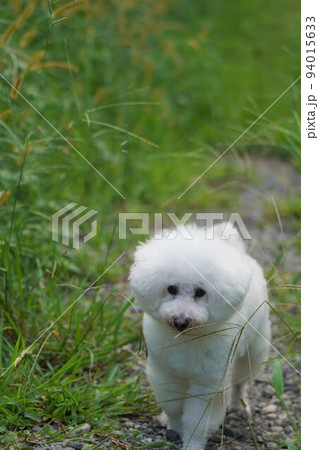 成田市さくらの山公園を散歩する白犬 94015633