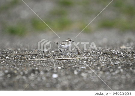 シロチドリ 94015653