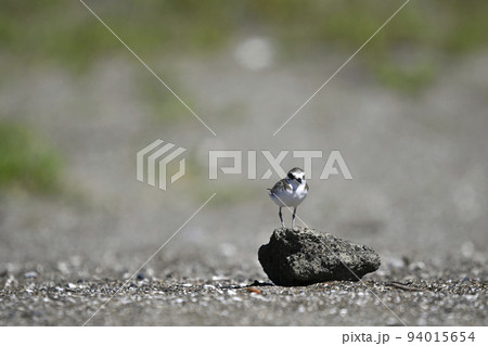 シロチドリ 94015654