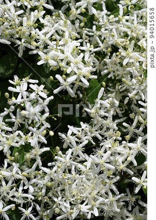 センニンソウ 94015658