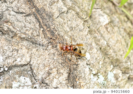 チャイロスズメバチ 94015660