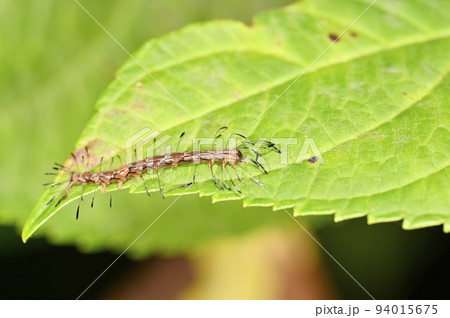 ニジオビベニアツバの幼虫 94015675