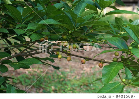 イヌビワの果実 94015697
