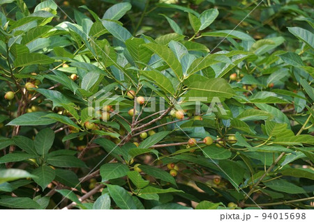 イヌビワの果実 イヌビワの果実 94015698