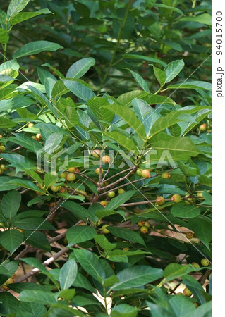 イヌビワの果実 94015700