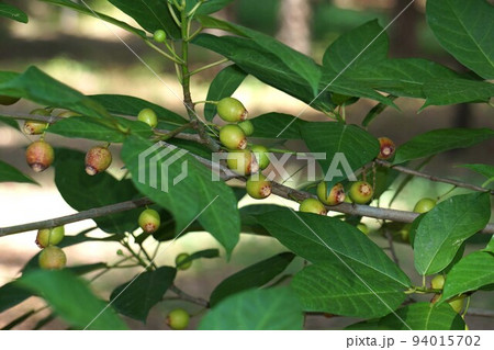 イヌビワの果実 94015702