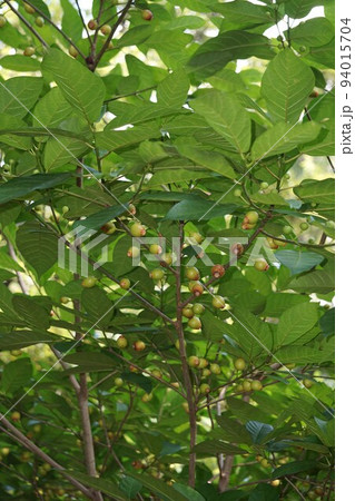 イヌビワの果実 イヌビワの果実 94015704