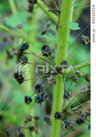 咲き終わりのコモンマロウの茎の根本と雨に濡れた種 咲き終わりのコモンマロウの茎の根本と雨に濡れた種 94016056