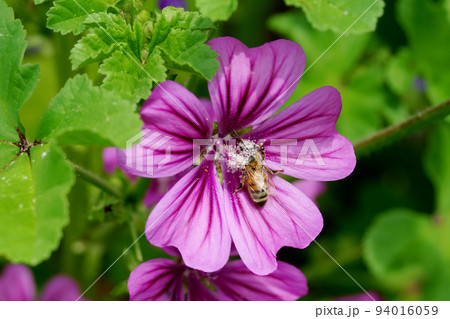 コモンマロウと花粉まみれのセイヨウミツバチ 94016059