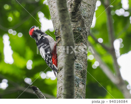 北海道のエゾアカゲラ　釧路湿原 94016084