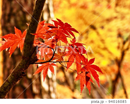 秋 紅葉 葉 94016085