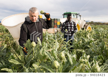 Farm worker harvesting ripe artichoke buds Farm worker harvesting ripe artichoke buds 94016423