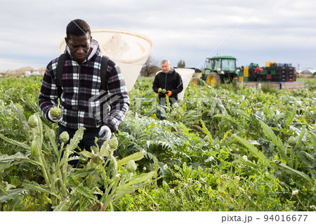 African American worker gathering in crops of artichokes African American worker gathering in crops of artichokes 94016677
