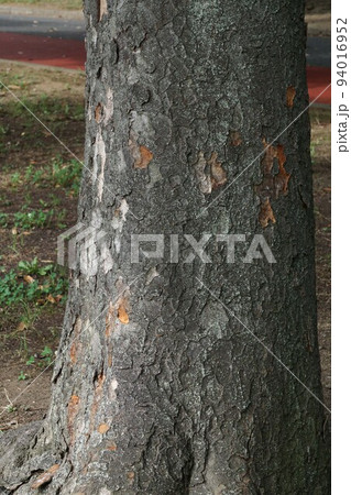ケヤキの幹の写真素材 [94016952] - PIXTA