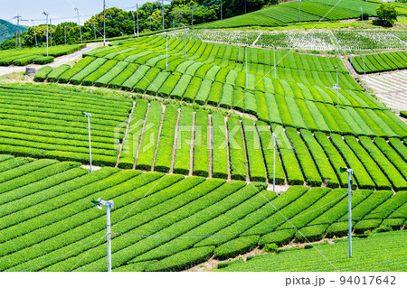 福岡県 八女中央大茶園　～広大に広がる茶畑～ 94017642