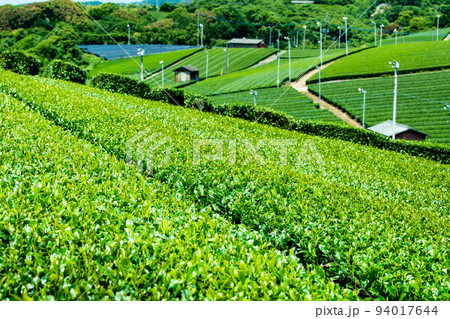 福岡県 八女中央大茶園　～広大に広がる茶畑～ 94017644