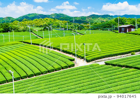 福岡県 八女中央大茶園 ~広大に広がる茶畑~ 福岡県 八女中央大茶園 ~広大に広がる茶畑~ 94017645