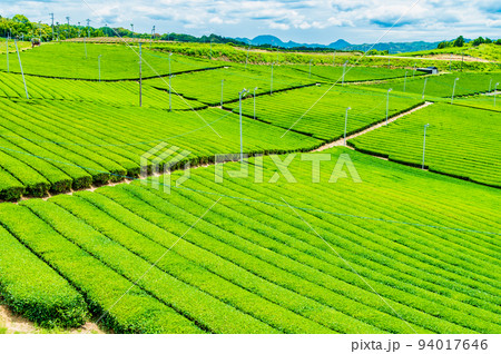 福岡県 八女中央大茶園　～広大に広がる茶畑～ 94017646
