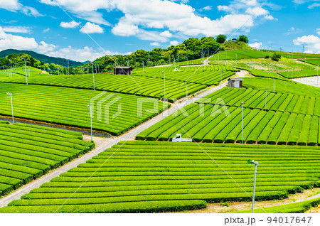 福岡県 八女中央大茶園 ~広大に広がる茶畑~ 福岡県 八女中央大茶園 ~広大に広がる茶畑~ 94017647