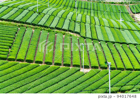 福岡県 八女中央大茶園　～広大に広がる茶畑～ 94017648