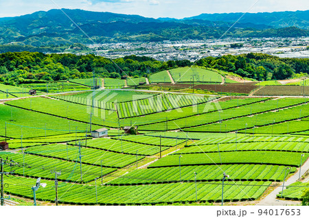 福岡県 八女中央大茶園 ~広大に広がる茶畑~ 福岡県 八女中央大茶園 ~広大に広がる茶畑~ 94017653