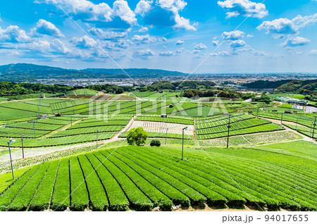 福岡県 八女中央大茶園　～広大に広がる茶畑～ 94017655