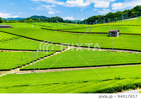 福岡県 八女中央大茶園 ~広大に広がる茶畑~ 福岡県 八女中央大茶園 ~広大に広がる茶畑~ 94017657