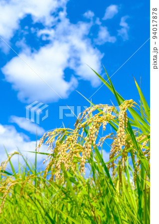 秋の稲 94017878
