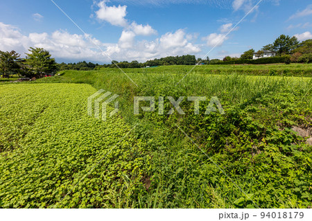 八ヶ岳高原の段々畑でのソバ栽培 八ヶ岳高原の段々畑でのソバ栽培 94018179