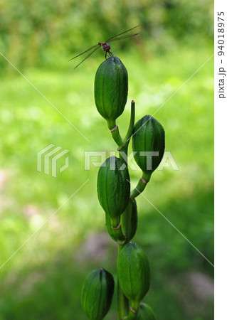 オオウバユリの若い実の天辺に止まるアキアカネ　福島県只見町 94018975