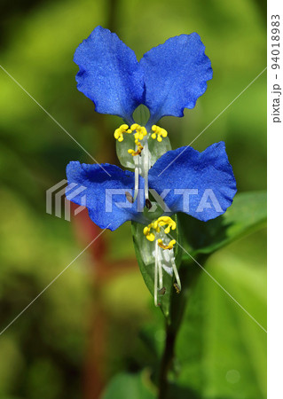 ツユクサの花二輪　福島県只見町 94018983