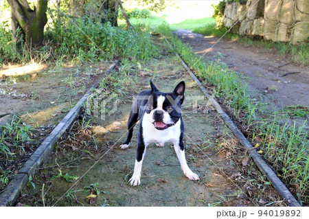 西武安比奈線の廃線跡沿いを楽しく散歩しながら線路内に入って喜んでいる可愛いボストンテリアのマイティ君 94019892