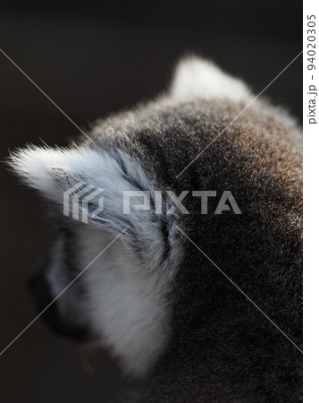 キツネザル 94020305