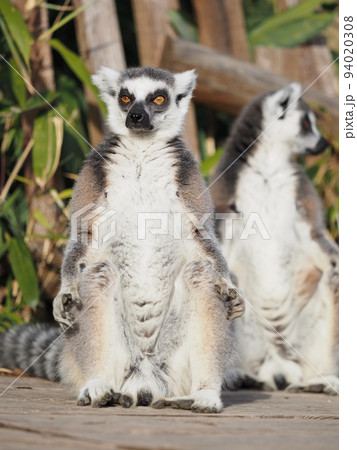 キツネザル キツネザル 94020308