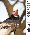 動物園のハゲタカ 94020319